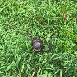 Meet your Posher, Kye